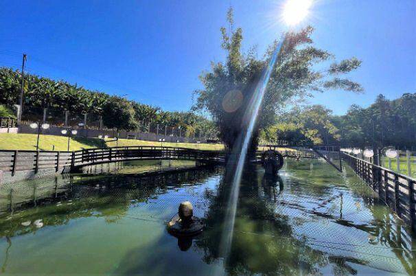 Sítio, 5 quartos - Foto 41